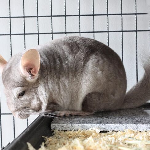 Chinchilla Cooling Stone Durable Cool Down Easy Clean in Hot Summer for Rabbit Hamster Guinea Pig Chinchilla Kitten Small Animals Spots of Grey in Saudi Arabia