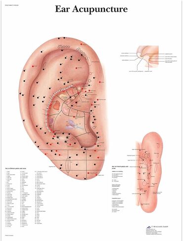 3B Scientific VR1821UU Glossy Paper Ear Accupuncture Anatomical Chart, Poster Size 20" Width x 26" Height in Saudi Arabia