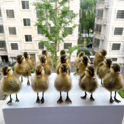 نموذج التدريس/الديكور لعينة الدجاج/البط الأوراسي المحشو من تكسيديرمي... in Kuwait