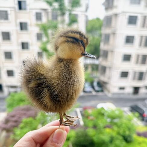 نموذج التدريس/الديكور لعينة الدجاج/البط الأوراسي المحشو من تكسيديرمي... in Kuwait