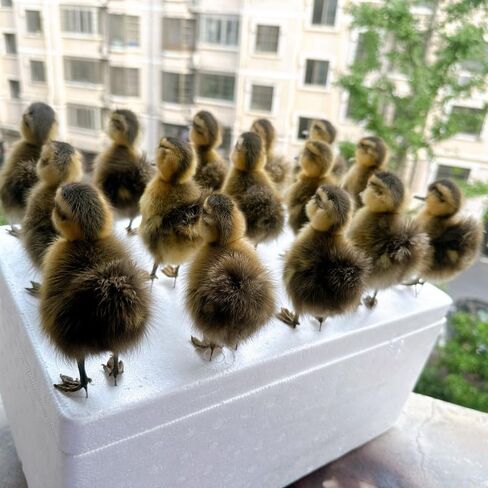 نموذج التدريس/الديكور لعينة الدجاج/البط الأوراسي المحشو من تكسيديرمي... in Kuwait