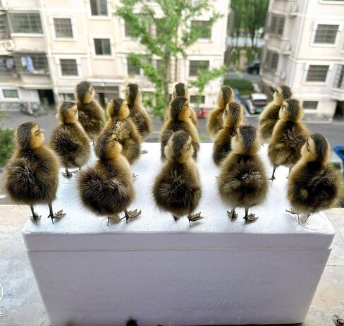 نموذج التدريس/الديكور لعينة الدجاج/البط الأوراسي المحشو من تكسيديرمي... in Kuwait