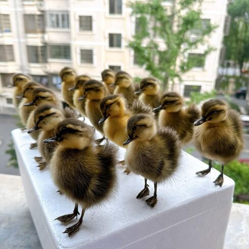 نموذج التدريس/الديكور لعينة الدجاج/البط الأوراسي المحشو من تكسيديرمي... in Kuwait