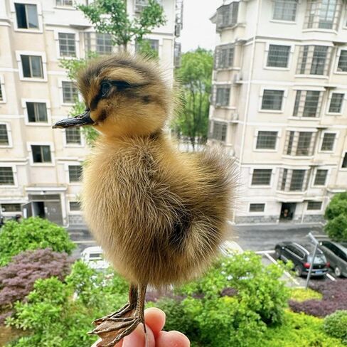 نموذج التدريس/الديكور لعينة الدجاج/البط الأوراسي المحشو من تكسيديرمي... in Kuwait