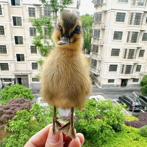 نموذج التدريس/الديكور لعينة الدجاج/البط الأوراسي المحشو من تكسيديرمي... in Kuwait