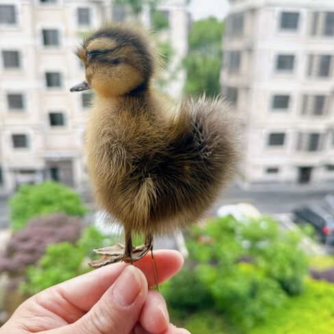 نموذج التدريس/الديكور لعينة الدجاج/البط الأوراسي المحشو من تكسيديرمي... in Kuwait