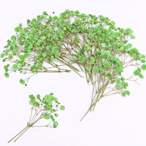 30 Pcs Fuchsia Baby's Breath Real Dried Pressed Flowers.Vacuum-Packed Mini DriedBaby's Breath Flowe Specimen +1 Tweezers, for Resin Art /DIY Making Wedding Card/ Home Party Decor. in Kuwait