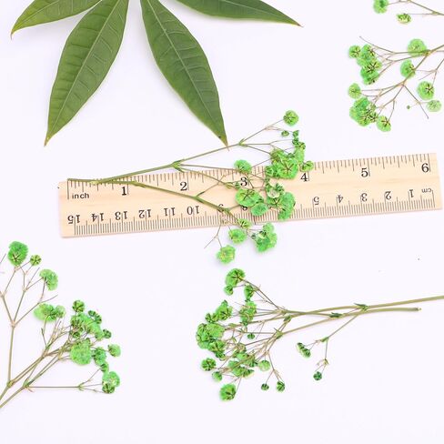 30 Pcs Fuchsia Baby's Breath Real Dried Pressed Flowers.Vacuum-Packed Mini DriedBaby's Breath Flowe Specimen +1 Tweezers, for Resin Art /DIY Making Wedding Card/ Home Party Decor. in Kuwait