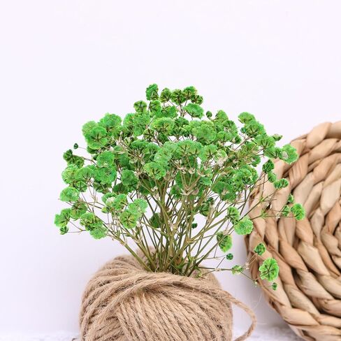 30 Pcs Fuchsia Baby's Breath Real Dried Pressed Flowers.Vacuum-Packed Mini DriedBaby's Breath Flowe Specimen +1 Tweezers, for Resin Art /DIY Making Wedding Card/ Home Party Decor. in Kuwait