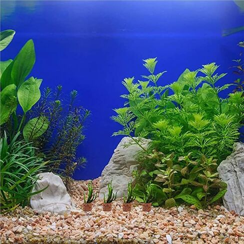 حلقة ثابتة لنباتات حوض السمك المائية، 30 قطعة من النباتات المائية، حامل للنباتات، حوض السمك، الفخار، حلقة الجاذبية، حلقات عشبية لخزان الأسماك، أداة حلقة وعاء النبات لتزيين المناظر الطبيعية لحوض السمك in Kuwait