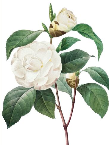محفظة Nelson Line White Blossoms Flower Notecard مع مظاريف، 4.5 × 6 بوصات، حزمة من 12 بطاقة in Kuwait