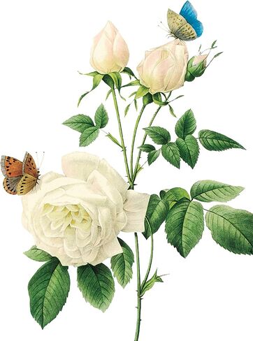 محفظة Nelson Line White Blossoms Flower Notecard مع مظاريف، 4.5 × 6 بوصات، حزمة من 12 بطاقة in Kuwait