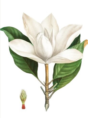 محفظة Nelson Line White Blossoms Flower Notecard مع مظاريف، 4.5 × 6 بوصات، حزمة من 12 بطاقة in Kuwait