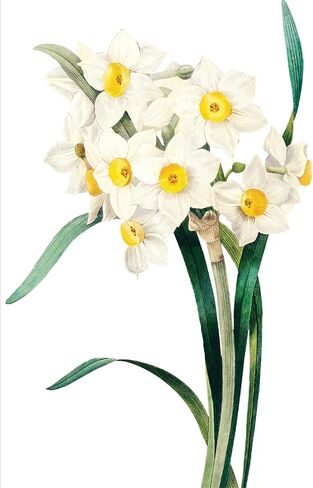 محفظة Nelson Line White Blossoms Flower Notecard مع مظاريف، 4.5 × 6 بوصات، حزمة من 12 بطاقة in Kuwait