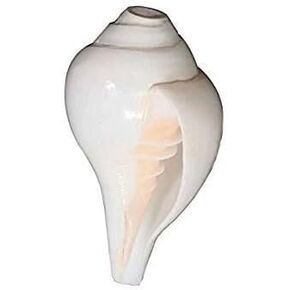Original Blowing Shankh (Vamvarti Bajnewala) - Conch Shell Bajnewala Shankh Blowing Conch Shell 6 Inch