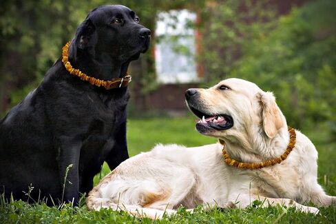 Amber Collars for Dogs & Cats - Baltic Amber Dog & Cat Collar with Adjustable Leather Strap - Raw Knotted Amber Beads (35-40cm) in Saudi Arabia