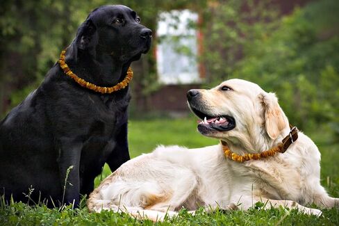 Amber Collars for Dogs & Cats - Baltic Amber Dog & Cat Collar with Adjustable Leather Strap - Raw Knotted Amber Beads (35-40cm) in Saudi Arabia
