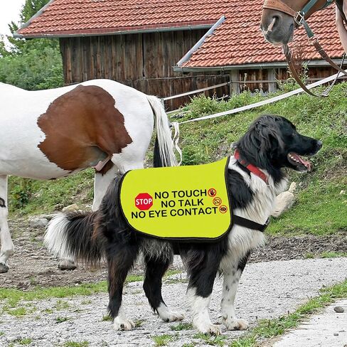 Funny Dog Jacket Vest No Touch No Talk No Eye Contact Dog Slogan Vest Social Distancing Gift (No Eye Contact-Medium) in Saudi Arabia