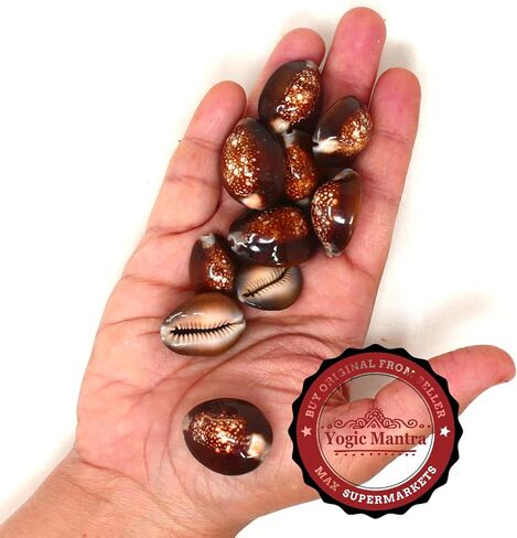 أصداف Yogic Mantra Tiger Cowrie (10 قطع حقيبة بحجم مختلط) أصداف رأس الثعبان Cypraea لتزيين الشاطئ البحري. راج لاكشمي كوري كوادي، كاودي لاكشمي بوجا. لاكشمي بوجا كاوري صنع المجوهرات. in Kuwait