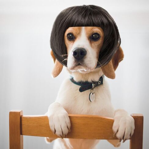 شعر مستعار مضحك للحيوانات الأليفة، شعر مستعار للكلاب، شعر مستعار للقطط، أزياء حيوانات أليفة مضحكة للكلاب الصغيرة والمتوسطة والكبيرة والقطط، ملحقات صناعية قابلة للتشذيب باللون البني الطبيعي، زينة تنكرية للكلاب والهالوين لحفلات الهالوين وعيد الميلاد in Kuwait