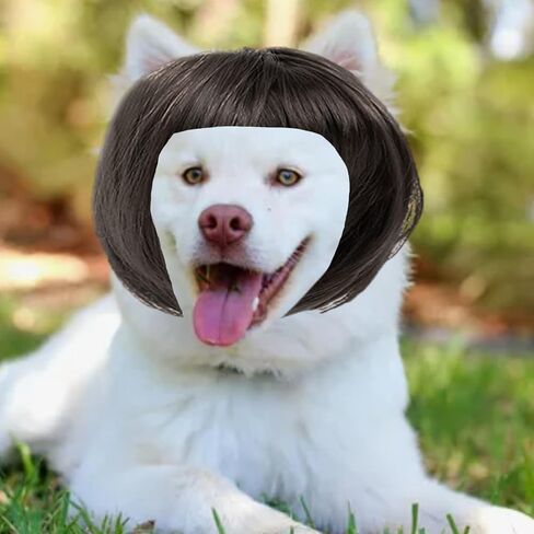 شعر مستعار مضحك للحيوانات الأليفة، شعر مستعار للكلاب، شعر مستعار للقطط، أزياء حيوانات أليفة مضحكة للكلاب الصغيرة والمتوسطة والكبيرة والقطط، ملحقات صناعية قابلة للتشذيب باللون البني الطبيعي، زينة تنكرية للكلاب والهالوين لحفلات الهالوين وعيد الميلاد in Kuwait