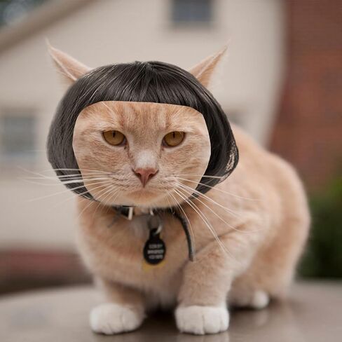 شعر مستعار مضحك للحيوانات الأليفة، شعر مستعار للكلاب، شعر مستعار للقطط، أزياء حيوانات أليفة مضحكة للكلاب الصغيرة والمتوسطة والكبيرة والقطط، ملحقات صناعية قابلة للتشذيب باللون البني الطبيعي، زينة تنكرية للكلاب والهالوين لحفلات الهالوين وعيد الميلاد in Kuwait