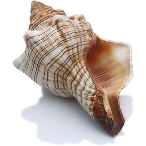 2PCS Conch Shell Large Natural Seashells Perfect for Fish Tank Wedding Decor Beach Theme Party Home Decorations