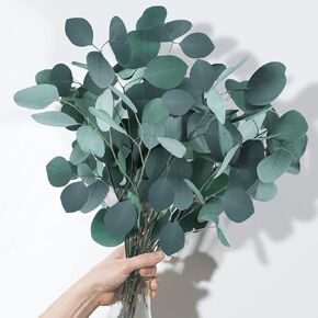 Dried Preserved Eucalyptus Stems, 7-10 Pcs100% Natural Silver Dollar Leaves, 15-17" Real Fresh Eucalyptus Plant Branches for Wreath,Home,Wedding Décor,Gift for Mother, Floral Arrangement Vase Filler