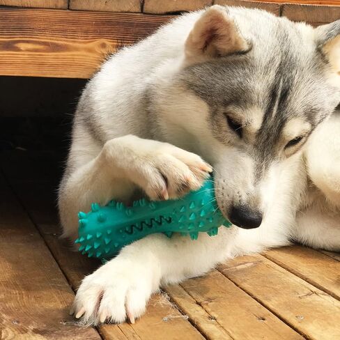 lifein Dog Chew Toy - 2 Pack Squeaky Toothbrush Durable Rubber Dog Toys for Teeth Cleaning, Tough Dog Toys for Aggressive Chewers Puppy/Medium/Large Dog Breeds Dental Care in Saudi Arabia