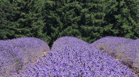 Fir & Lavender Essential Oil Reed Diffuser Refill — Natural Aromatherapy Essential Oil for Reed Diffusers — Essential Oils for Diffusers, Home & SPA by Victoria's Lavender — Up to 1 Year Supply, 8oz in Saudi Arabia