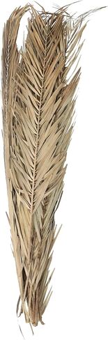 Deco 79 Dried Plant Palm Leaves Natural Foliage Tall , 4" x 1" x 43", Light Brown in Saudi Arabia