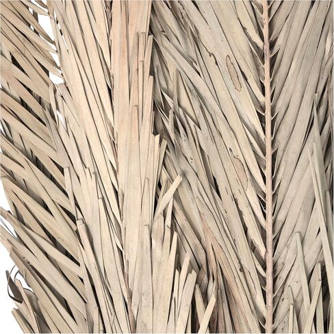 Deco 79 Dried Plant Palm Leaves Natural Foliage Tall , 4" x 1" x 43", Light Brown in Saudi Arabia