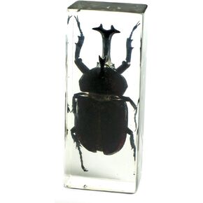 REALBUG Rhinoceros Beetle Paperweight (4.4x1.6x1.1) , Black