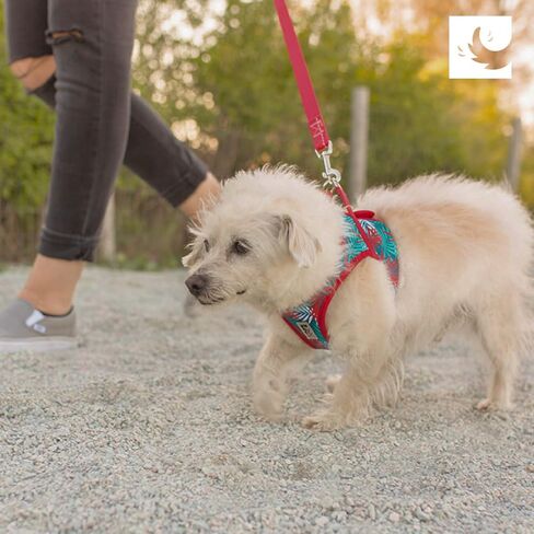 RC Pet Products Step in Cirque Soft Walking Dog Harness, X-Large, Splatter in Saudi Arabia