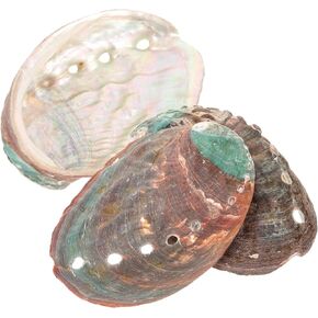 DOITOOL 3pcs smudging abalone shell conch shell abalone shell smudging bowl shell ornament shell offering holder shell smudge bowl bowl for smudging household abalone shell decor
