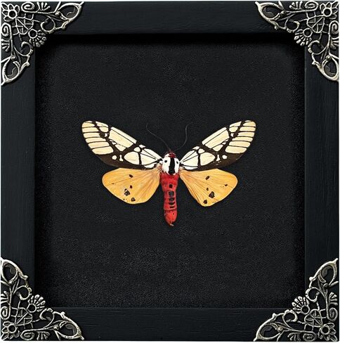 Real Framed Butterfly Frame Moth Dead Insect Dried Bug Shadow Box Taxidermy Taxadermy Specimen Display Oddity Curiosities Tabletop Wall Art Hanging Home Decor Living Reading Room Moody Witch K12-14-DE in Saudi Arabia
