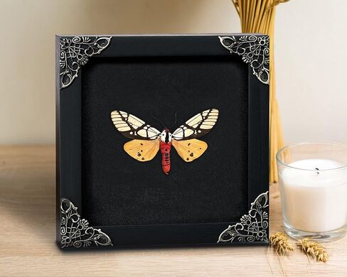 Real Framed Butterfly Frame Moth Dead Insect Dried Bug Shadow Box Taxidermy Taxadermy Specimen Display Oddity Curiosities Tabletop Wall Art Hanging Home Decor Living Reading Room Moody Witch K12-14-DE in Saudi Arabia