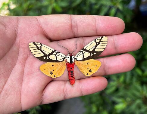 Real Framed Butterfly Frame Moth Dead Insect Dried Bug Shadow Box Taxidermy Taxadermy Specimen Display Oddity Curiosities Tabletop Wall Art Hanging Home Decor Living Reading Room Moody Witch K12-14-DE in Saudi Arabia