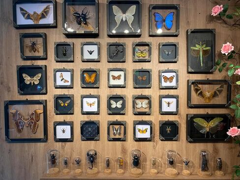 Real Framed Butterfly Frame Moth Dead Insect Dried Bug Shadow Box Taxidermy Taxadermy Specimen Display Oddity Curiosities Tabletop Wall Art Hanging Home Decor Living Reading Room Moody Witch K12-14-DE in Saudi Arabia