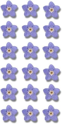 20Pcs Blue Forget-Me-Not Dried Flowers,Natural Forget-Me-Not Dried Flowers Dried Flower Real Dried Pressed Flowers Home Décor Products for Home and Kitchen DIY Decoration in Saudi Arabia