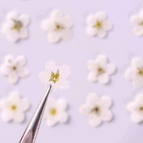 20Pcs Blue Forget-Me-Not Dried Flowers,Natural Forget-Me-Not Dried Flowers Dried Flower Real Dried Pressed Flowers Home Décor Products for Home and Kitchen DIY Decoration in Saudi Arabia