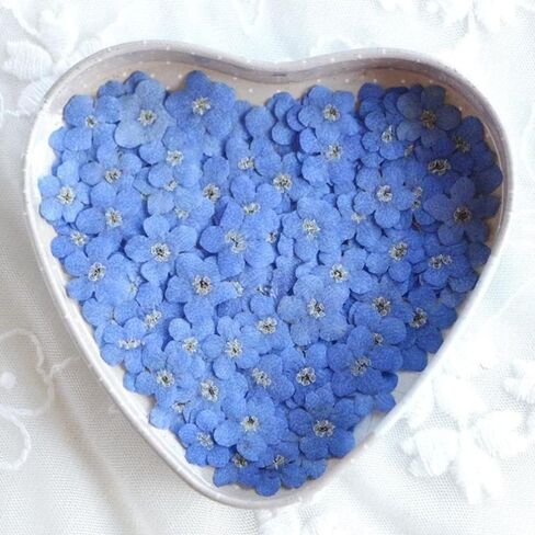 20Pcs Blue Forget-Me-Not Dried Flowers,Natural Forget-Me-Not Dried Flowers Dried Flower Real Dried Pressed Flowers Home Décor Products for Home and Kitchen DIY Decoration in Saudi Arabia