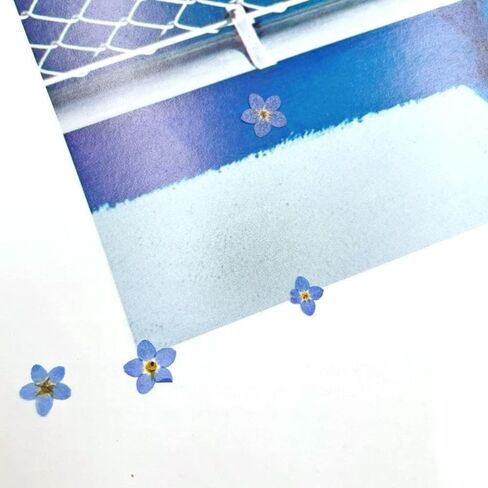 20Pcs Blue Forget-Me-Not Dried Flowers,Natural Forget-Me-Not Dried Flowers Dried Flower Real Dried Pressed Flowers Home Décor Products for Home and Kitchen DIY Decoration in Saudi Arabia