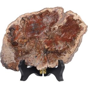 mookaitedecor Natural Petrified Wood Slab Specimen with Wooden Stand, Irregular Wood Slice Stone Figurine Table Display for Home Decoration