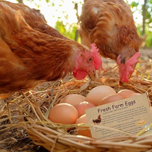 بطاقات تعليمات تسليم بيض المزرعة الطازجة - بطاقة عمل بتصميم البيض للبيض الطازج مقاس 2 * 3.2 بوصة ملحقات طباعة مزدوجة الجوانب لبيض المزرعة الطازج (نمط المزرعة/200 قطعة) in Kuwait