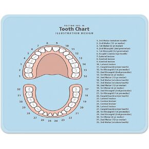 Emvency Mouse Pads Pink Education Tooth Chart Number Infographic Blue Dental Human Anatomy Mousepad 9.5" x 7.9" for Laptop, Desktop Computers Accessories Mini Office Supplies Mouse Mats