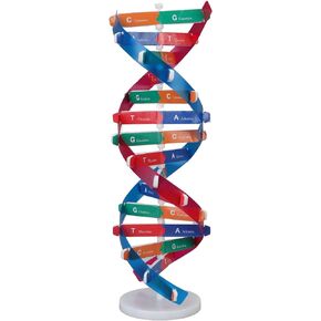 Human DNA Model Colorful Double Spiral Assemble Model Science Educational Teaching Biological Science Instrument Teaching Kit