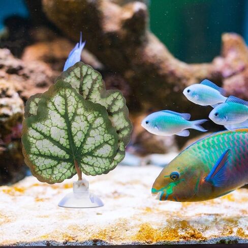 POPETPOP Floating Aquarium Plants 2pcs Beta Fish Leaf Bed Aquarium Green Plant Leaf Hammock Suction Cup Fish Tank Betta Fish Leaf Lounger Landscape Decoration Ornaments Betta Tank in Saudi Arabia