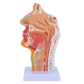 LVCHEN Human Nasal Cavity Throat Anatomy Medical Model - Human Anatomical Pharynx Larynx Model for Medical Students Study Display Teaching Medical Model