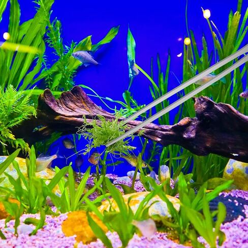 4 قطع من أدوات الملقط الطويلة Aquascape، ملاقط حوض السمك من الفولاذ المقاوم للصدأ بطول 10.6 بوصة، ملقط تغذية الزواحف، ملقط معدني مستقيم ومنحنى لنباتات الأسماك والسحالي والسحالي وملاقط البستنة in Kuwait